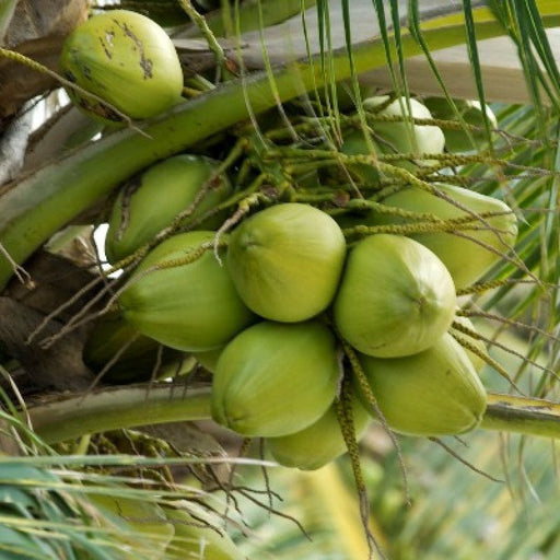 Nariyal, Coconut Tree (Any Variety) - Plant - Nurserylive Pune