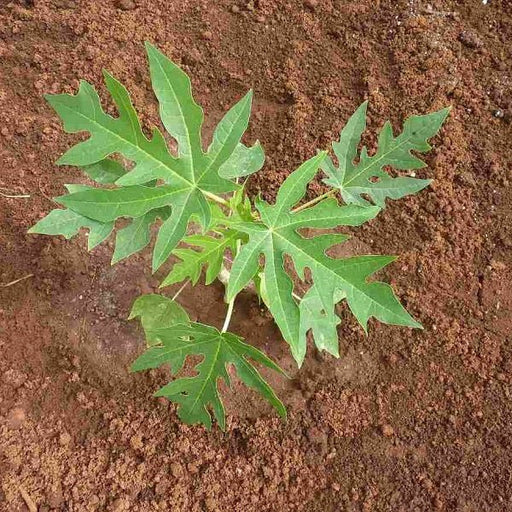 Papaya, Papita (Grown through seeds) - Plant - Nurserylive Pune