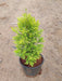 Cypress (Golden) - Plant - Nurserylive Pune