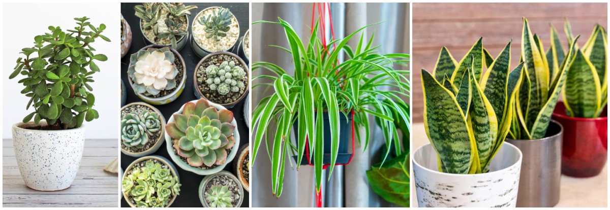 10 Must-Have Plants for Your Home - Nurserylive Pune