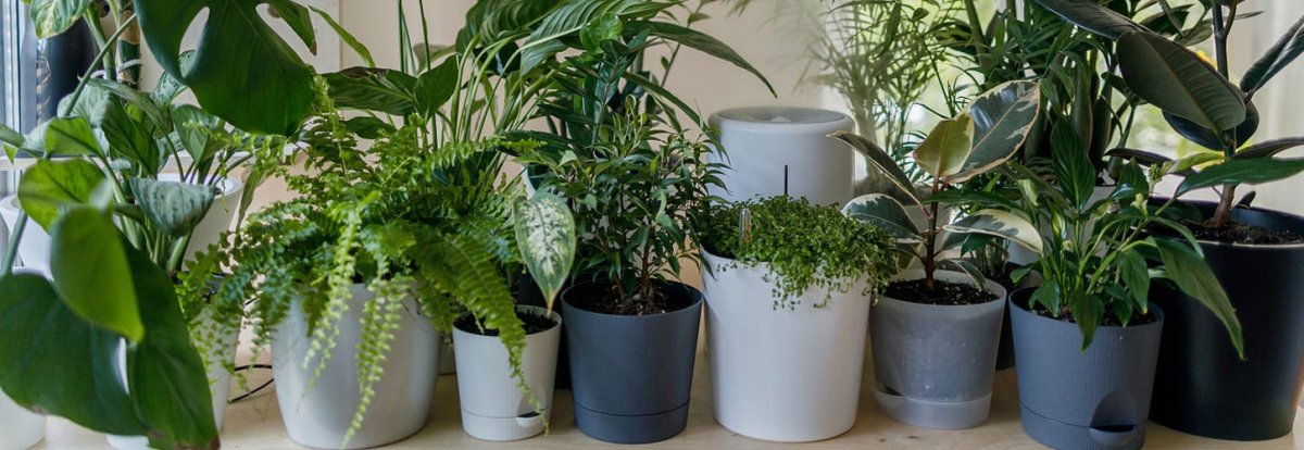 The 10 Best Plants for Improving Indoor Air Quality - Nurserylive Pune