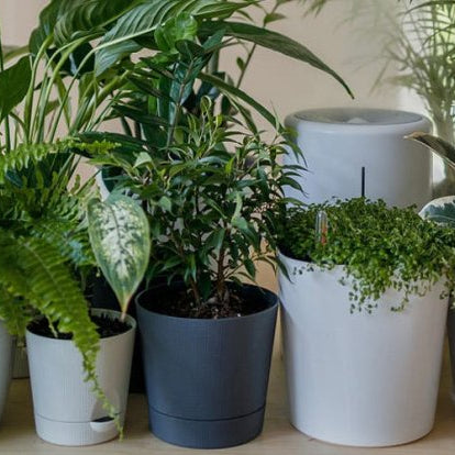 The 10 Best Plants for Improving Indoor Air Quality - Nurserylive Pune