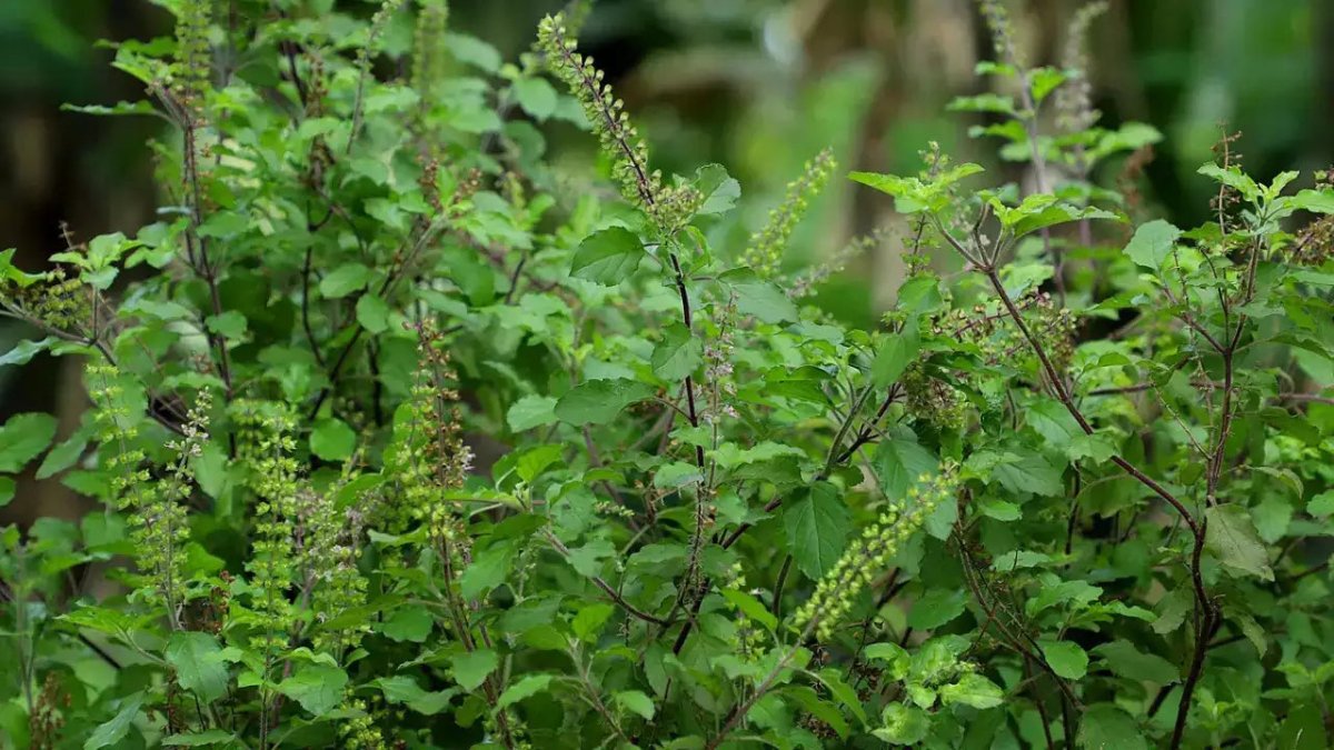 Tulsi Vivah: Where Love Blooms in Every Leaf - Nurserylive Pune