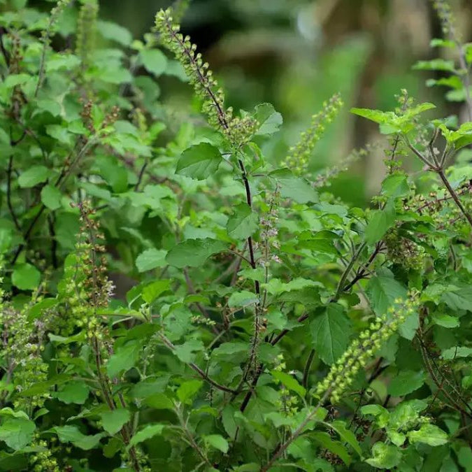 Tulsi Vivah: Where Love Blooms in Every Leaf - Nurserylive Pune