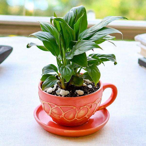 Air Purifier Plant Gifts - Nurserylive Pune