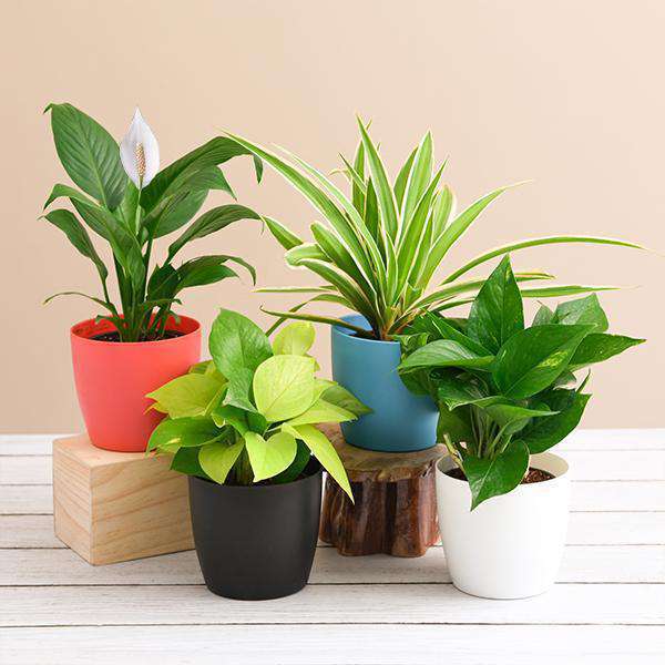 Air Purifying Plants Packs - Nurserylive Pune