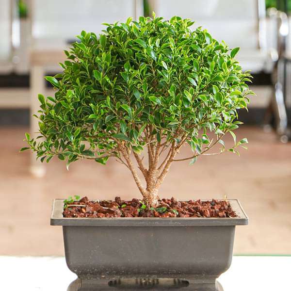 Bonsai Plants - Nurserylive Pune