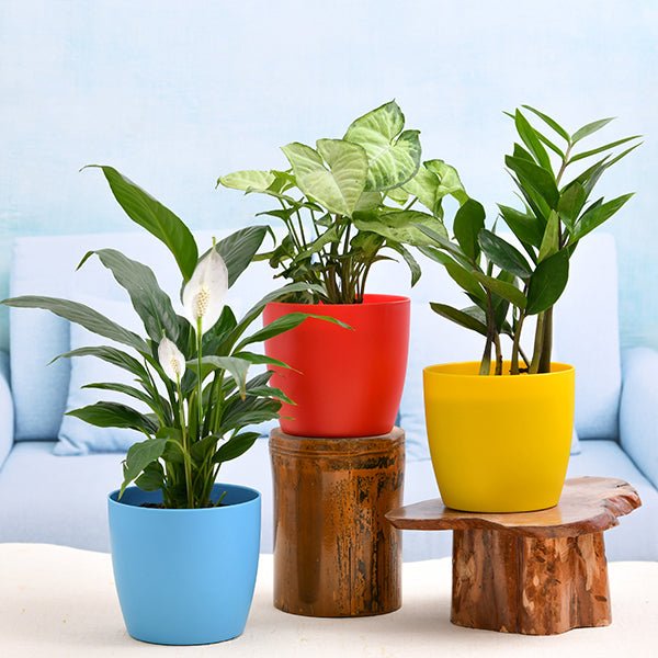 Foliage Plants - Nurserylive Pune