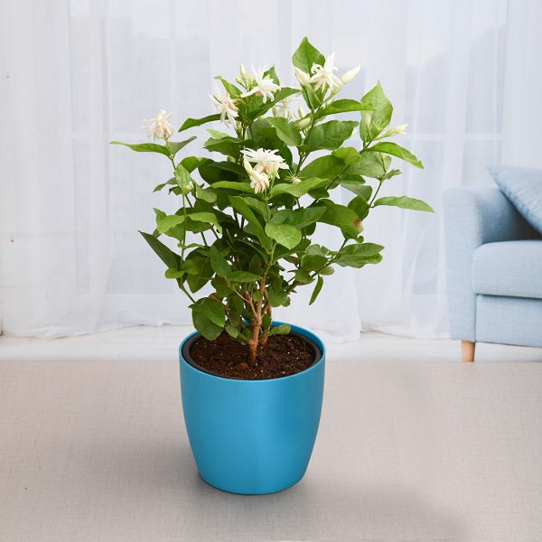 Jasmine Plants