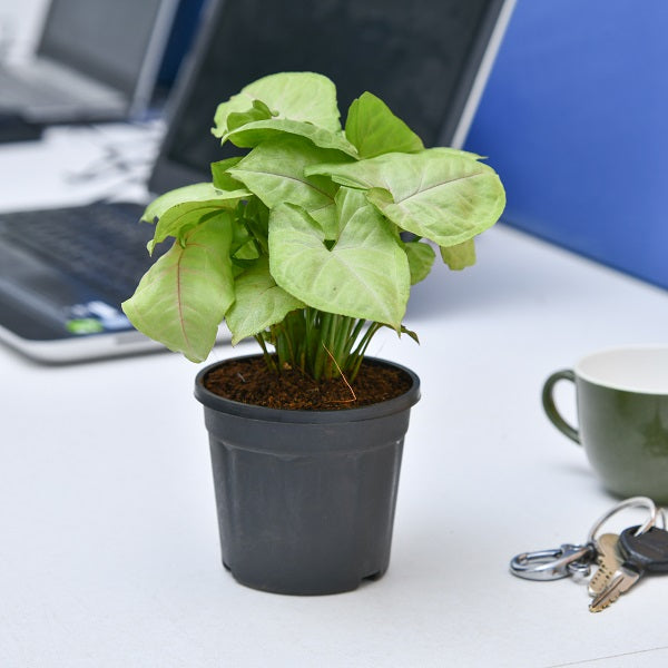 Plants For Office Desk