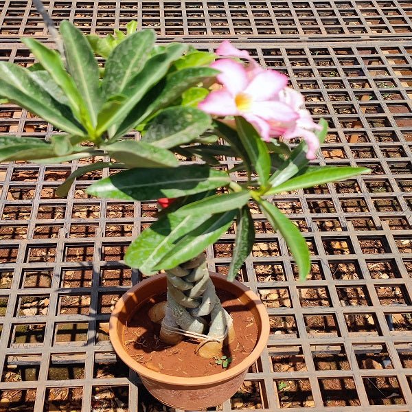 Adenium Braided Style (Any Color) Plant in 6 inch (14 cm) Pot - Nurserylive Pune