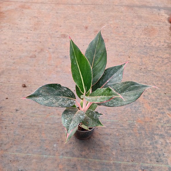 Aglaonema Black Lipstick - Plant - Nurserylive Pune