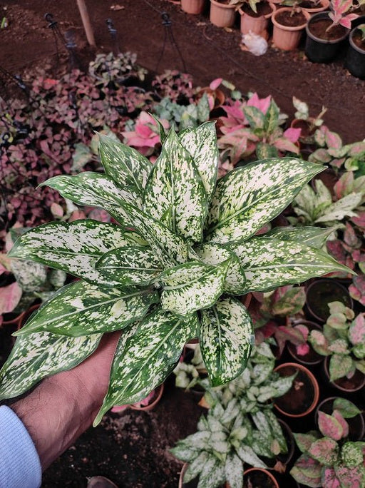 Aglaonema Snow White, Chinese Evergreen Plant in 5 inch (13 cm) Pot - Nurserylive Pune