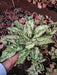 Aglaonema Snow White, Chinese Evergreen Plant in 5 inch (13 cm) Pot - Nurserylive Pune