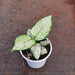 Aglaonema Super White - Plant - Nurserylive Pune