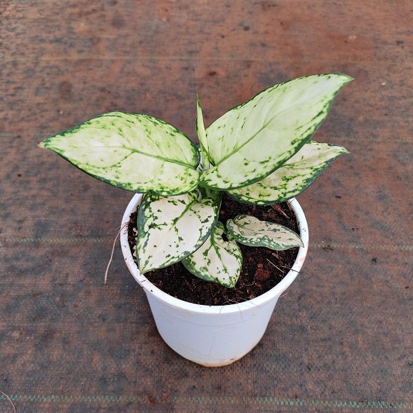 Aglaonema Super White - Plant - Nurserylive Pune