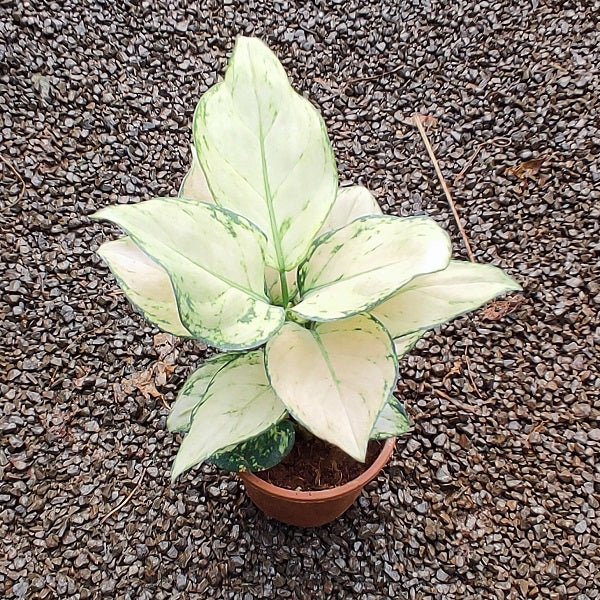 Aglaonema Super White - Plant in 4 inch Pot - Nurserylive Pune