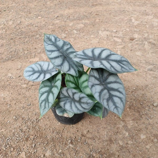 Alocasia Silver Dragon - Plant in 5 inch (13 cm) Pot - Nurserylive Pune