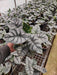 Alocasia Silver Dragon - Plant in 5 inch (13 cm) Pot - Nurserylive Pune