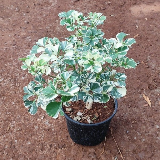 Aralia Variegated - Plant in 5 inch Pot - Nurserylive Pune