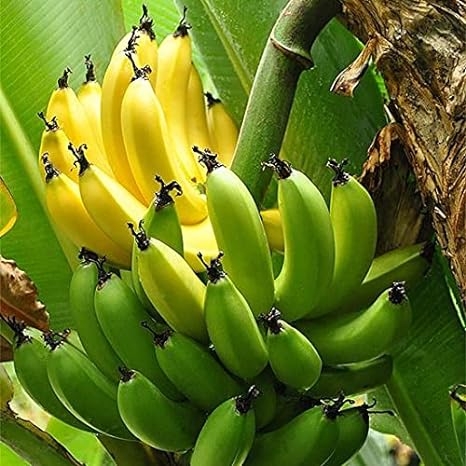 Banana - G9, Kela - Plant - Nurserylive Pune
