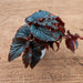 Begonia Black Magic - Plant - Nurserylive Pune
