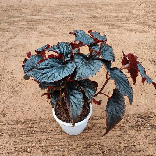 Begonia Black Magic - Plant - Nurserylive Pune