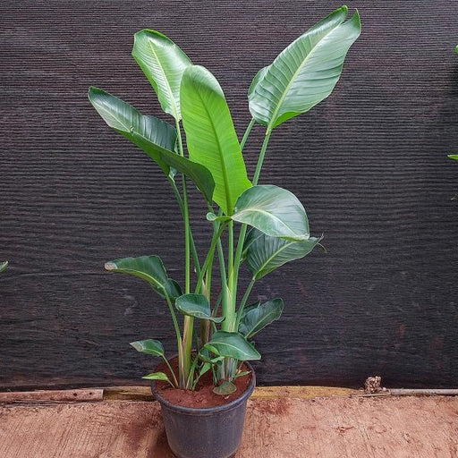 Bird of Paradise - Plant in 12 inch (30 cm) Pot - Nurserylive Pune