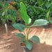 Bird of Paradise - Plant in 14 inch (34 cm) Pot - Nurserylive Pune