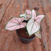 Caladium Pink - Plant - Nurserylive Pune