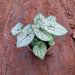 Caladium Strawberry - Plant - Nurserylive Pune