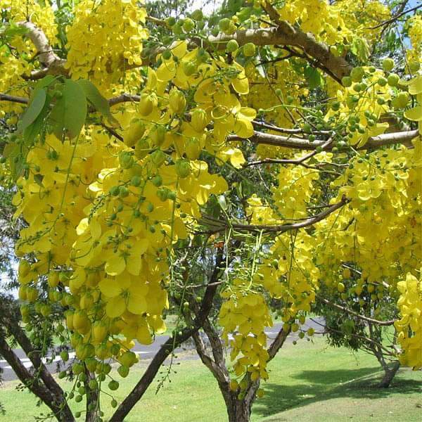 Cassia fistula, Golden shower Tree, Bahava - Plant - Nurserylive Pune