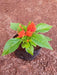Celosia Orange- Plant - Nurserylive Pune