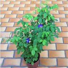 Clitoria Ternatea, Gokarna (Blue) - Plant - Nurserylive Pune