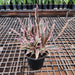 Cryptanthus Bivittatus - Plant - Nurserylive Pune