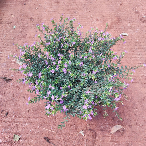 Cuphea Hyssopifolia ( Lavender) - Plant - Nurserylive Pune