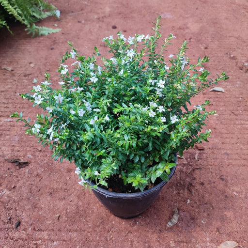 Cuphea Hyssopifolia ( White) - Plant - Nurserylive Pune