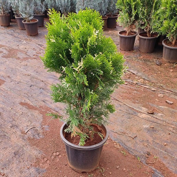 Cypress Variegated (Golden) Plant in 8 inch (20 cm) Pot - Nurserylive Pune