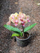 Dendrobium Orchid (Any Color) - Plant in 5 inch (15 cm) Pot - Nurserylive Pune