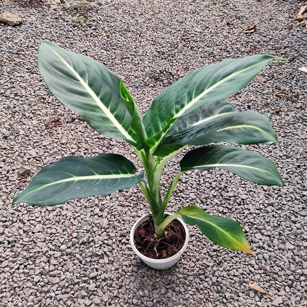 Dieffenbachia Green Magic - Plant - Nurserylive Pune