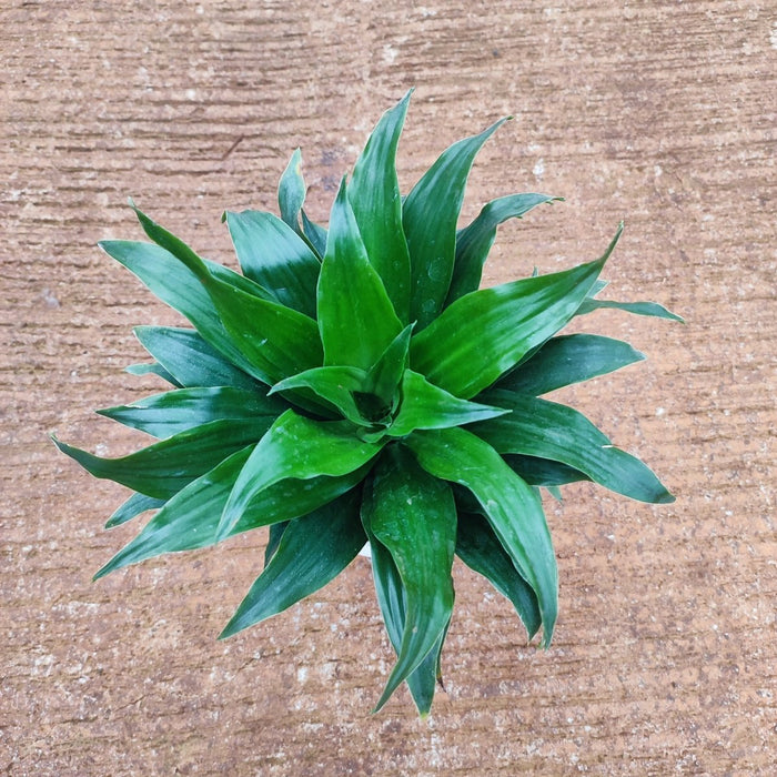 Dracaena Compacta - Plant - Nurserylive Pune