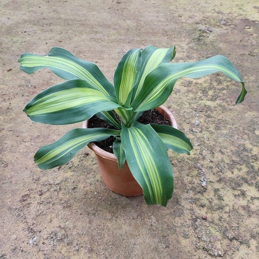 Dracaena massangeana (Golden) Plant in 8 inch (20 cm) Pot - Nurserylive Pune