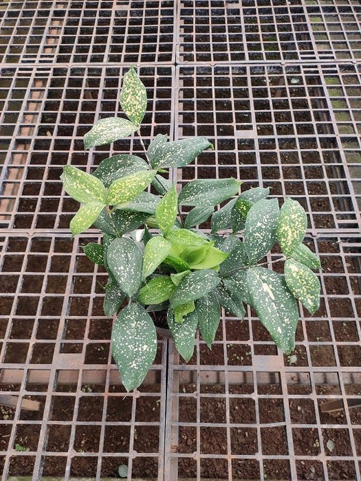 Dracaena Surculosa, Spotted Leaf Dracaena - Plant - Nurserylive Pune