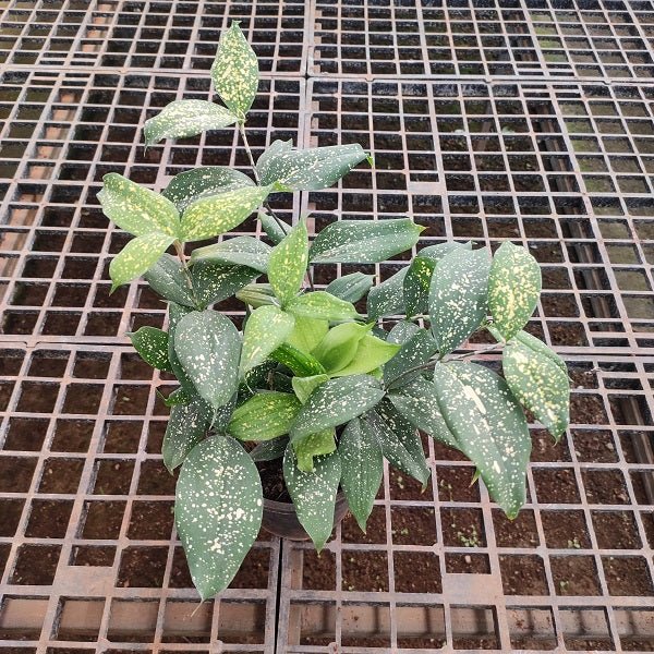 Dracaena Surculosa, Spotted Leaf Dracaena - Plant - Nurserylive Pune