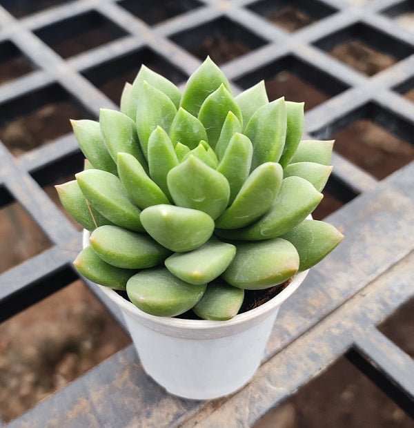 Echeveria Agavoides Succulent Plant in 3 inch (8 cm) Pot - Nurserylive Pune