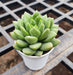 Echeveria Agavoides Succulent Plant in 3 inch (8 cm) Pot - Nurserylive Pune