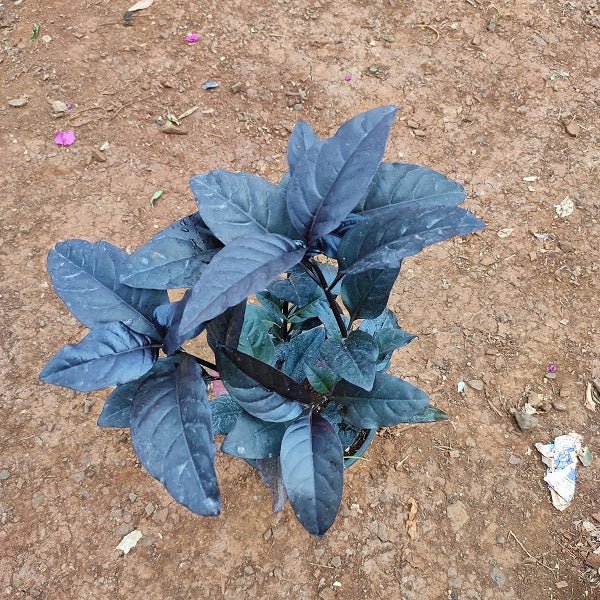 Eranthemum Black Magic Kodia - Plant in 5 inch Pot - Nurserylive Pune