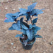 Eranthemum Black Magic Kodia - Plant in 5 inch Pot - Nurserylive Pune