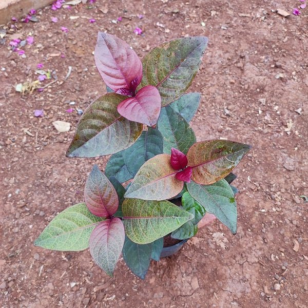 Eranthemum Bronze Kodia - Plant in 5 inch Pot - Nurserylive Pune