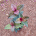 Eranthemum Bronze Kodia - Plant in 5 inch Pot - Nurserylive Pune